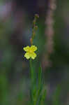 Threadleaf evening primrose